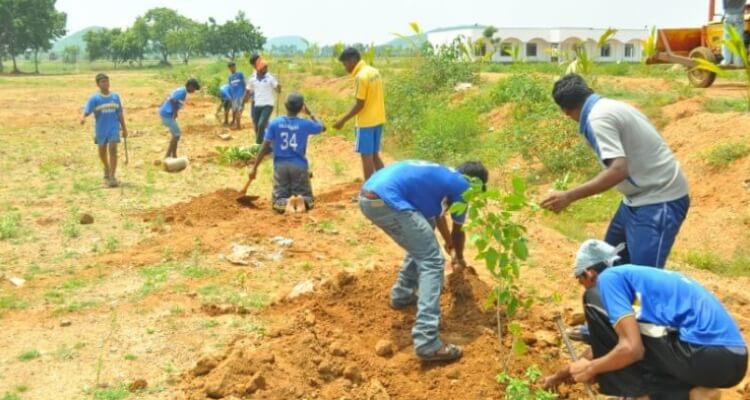 Tree Plantation